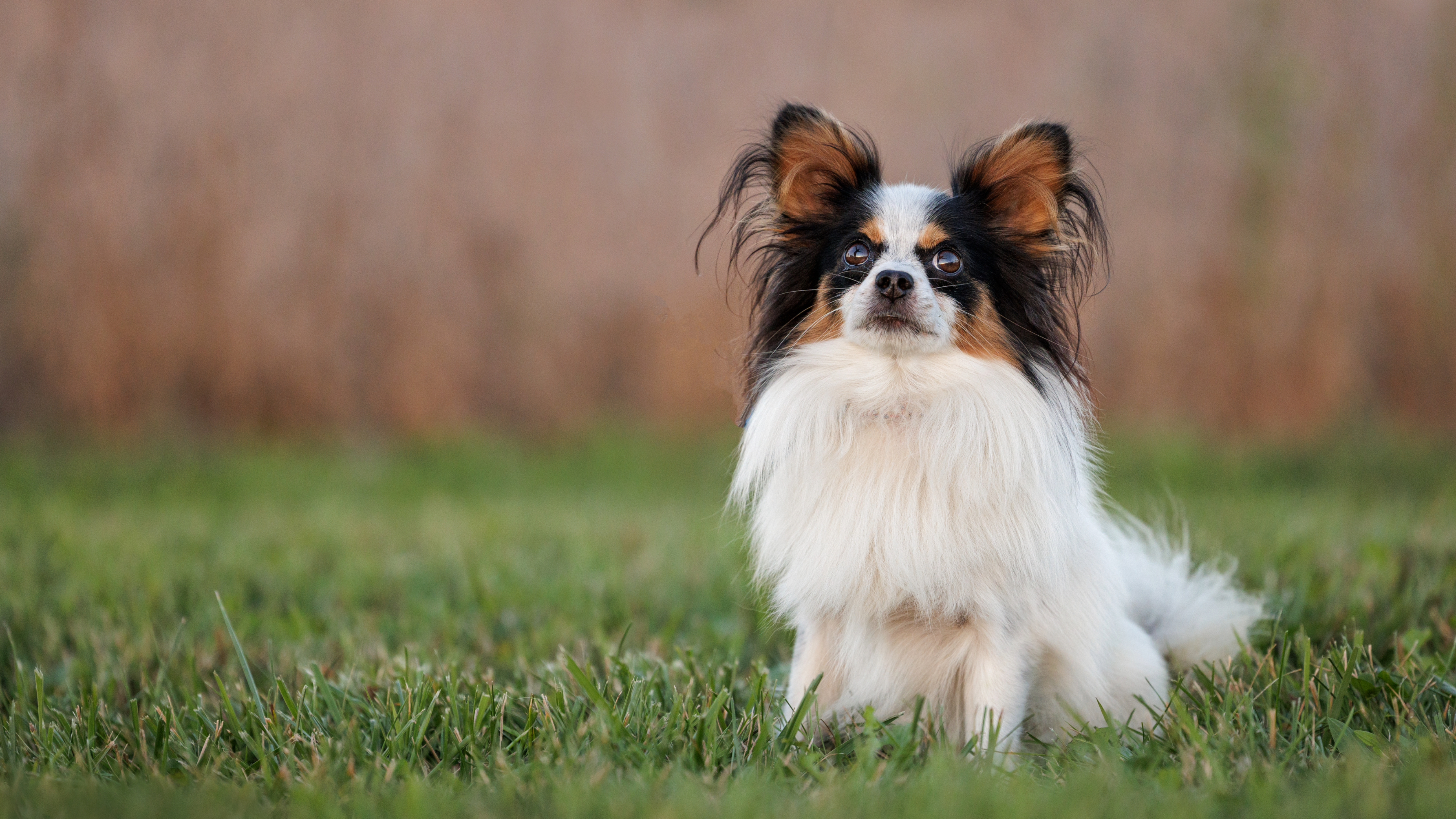 Papillon