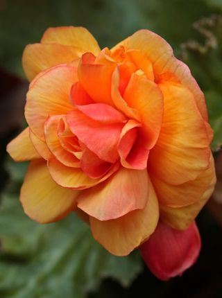 how to grow begonias
