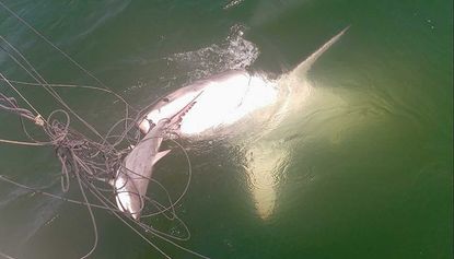 A great white shark has stolen a research team’s catch