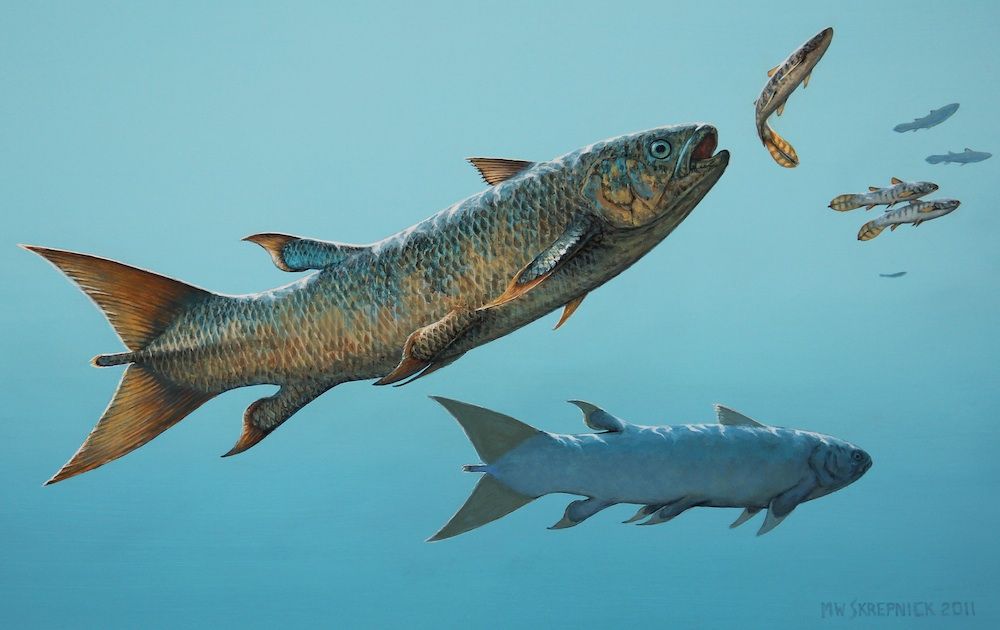 The fast-swimming rebellatrix coelacanth