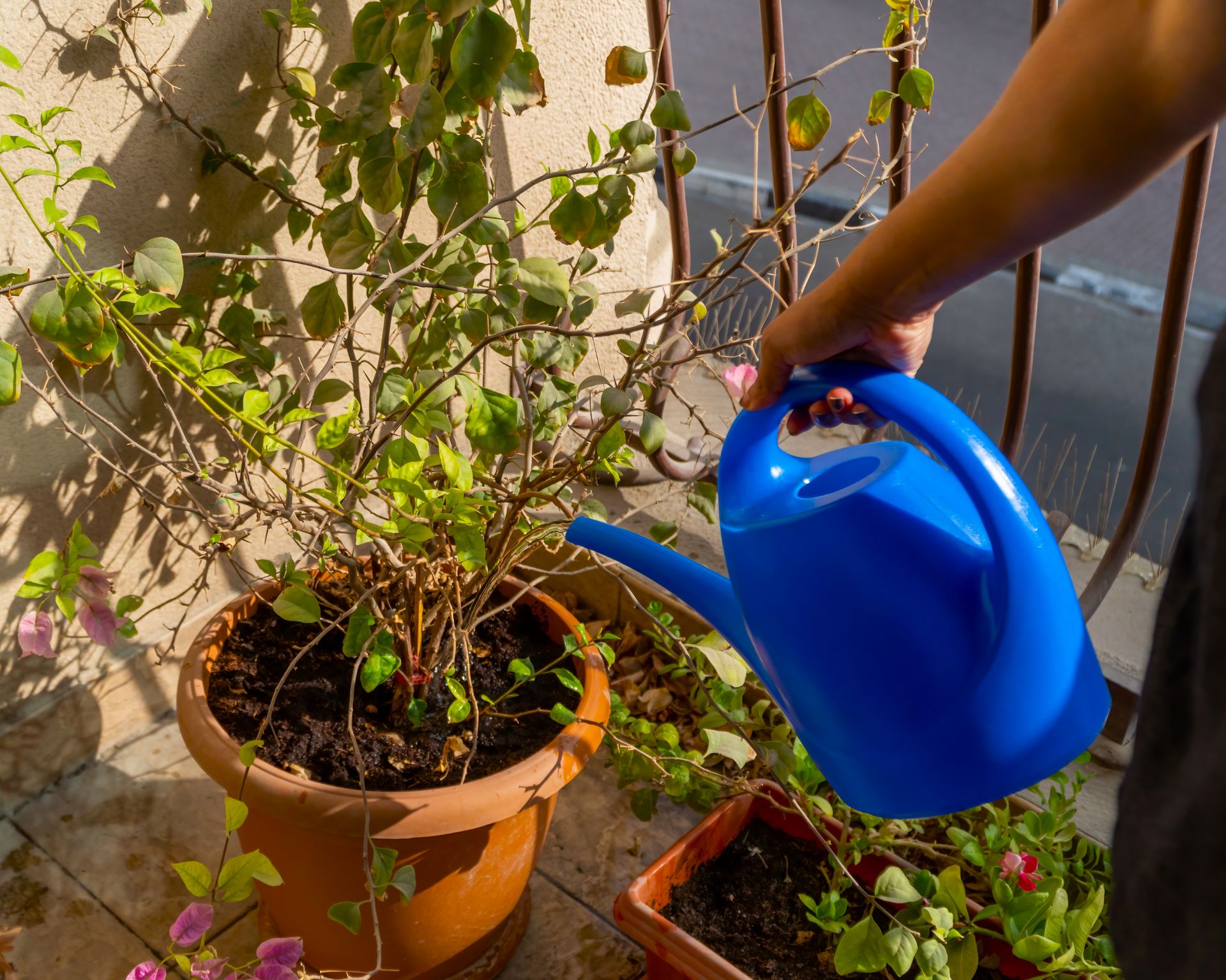person watering potted bougainvillea