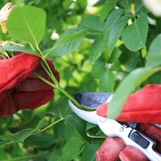 Cutting the rose bushes with gloves and secateurs