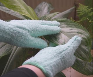 Houseplant dusting gloves