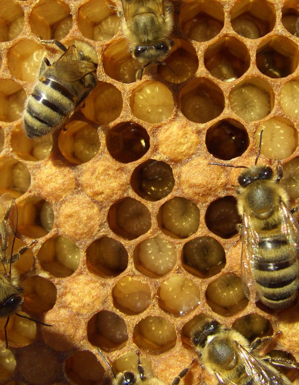 bees, beehive