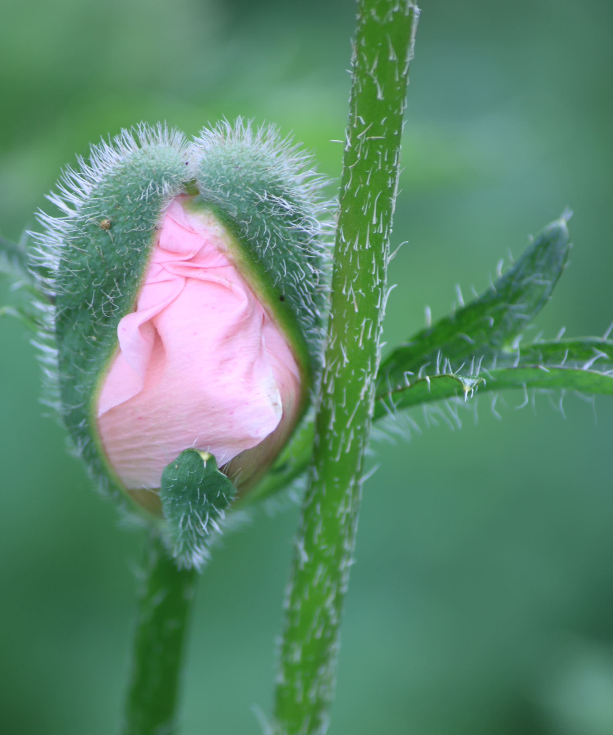 pink oriental poppy bud