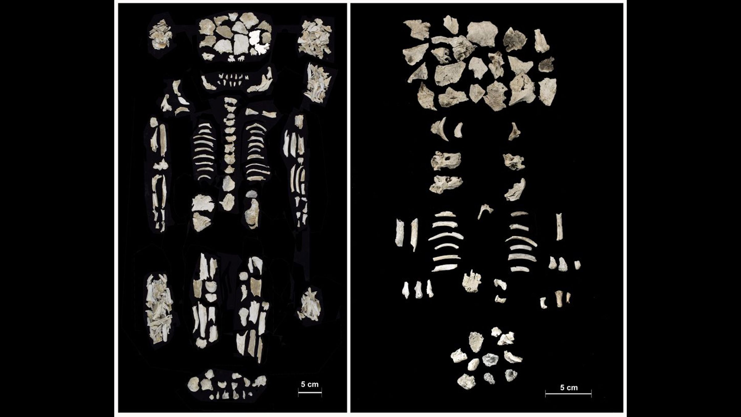 Remains of twin fetuses and wealthy mom found in Bronze Age urn