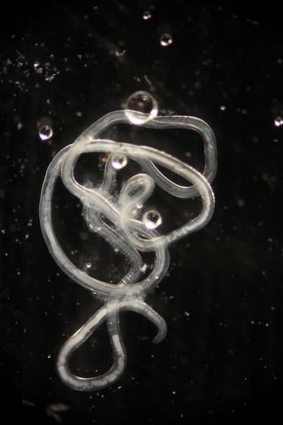 nematode parasite, mouth parasite