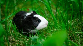 Guinea pig in long grass