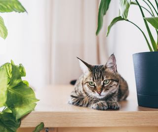 cat sitting on table near indoors houseplants
