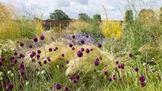 Drumstick alliums planted naturally with grasses