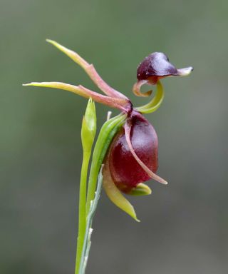 flying duck orchid flower