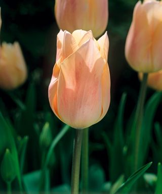 Peach colored tulip Apricot Beauty