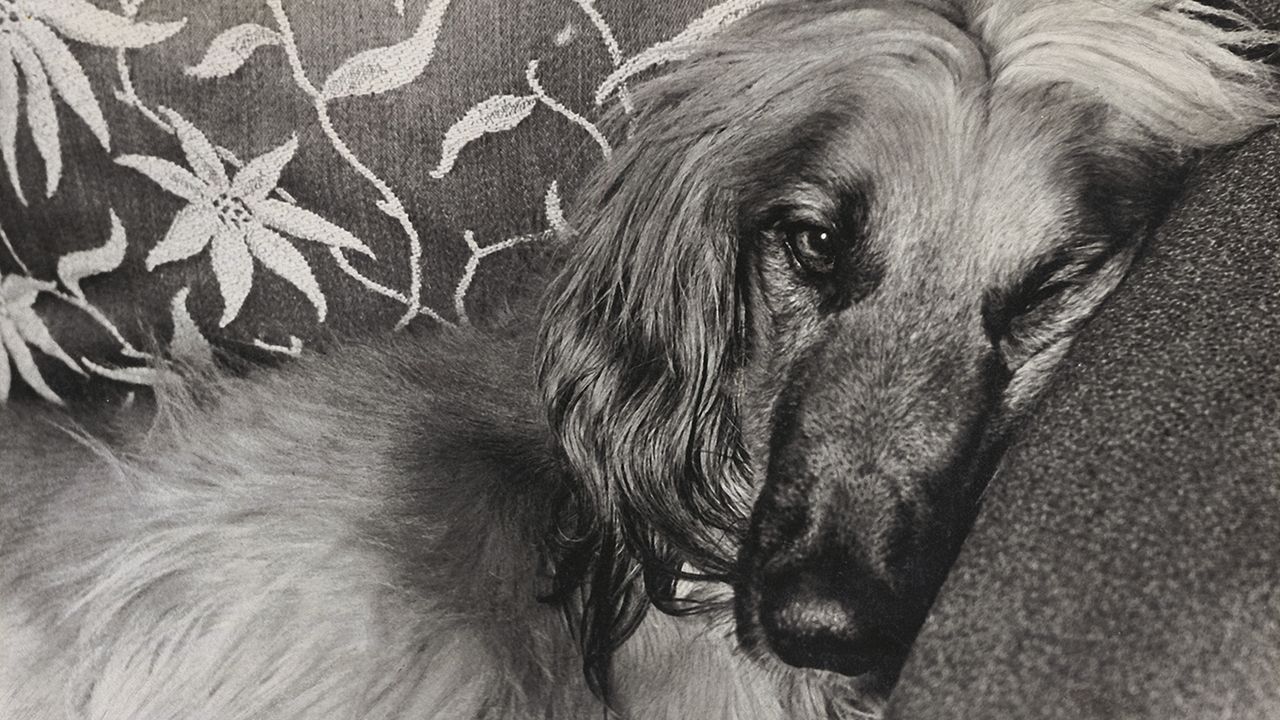 Paul's Dog Homer, 1974 approx