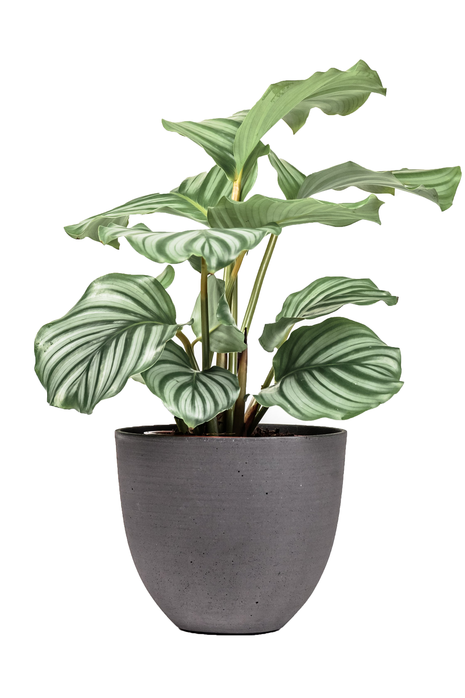 best house plants Livingetc