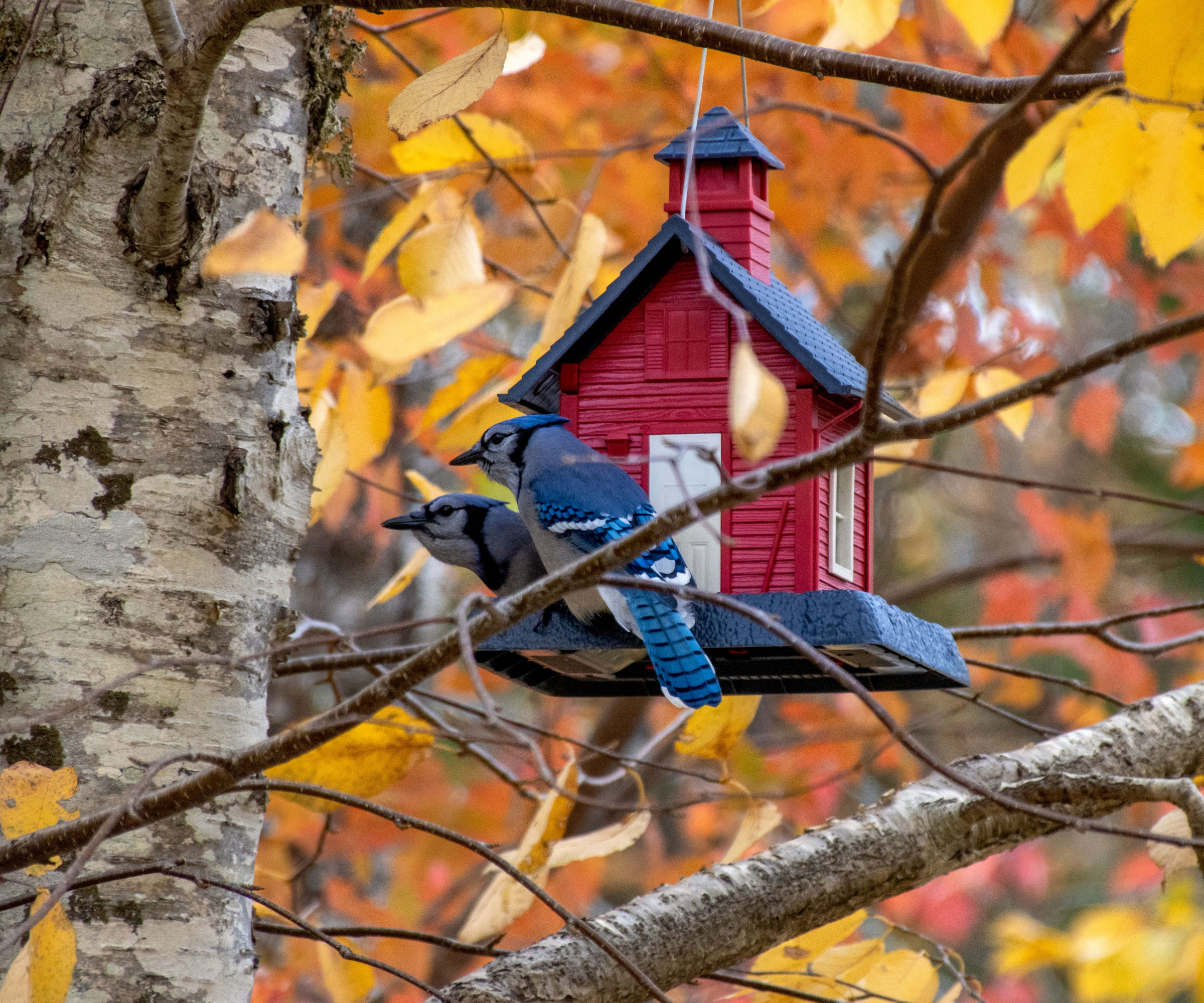 two birds sitting in red bird house amongst trees in fall