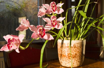 indoor flowering cymbidium orchid
