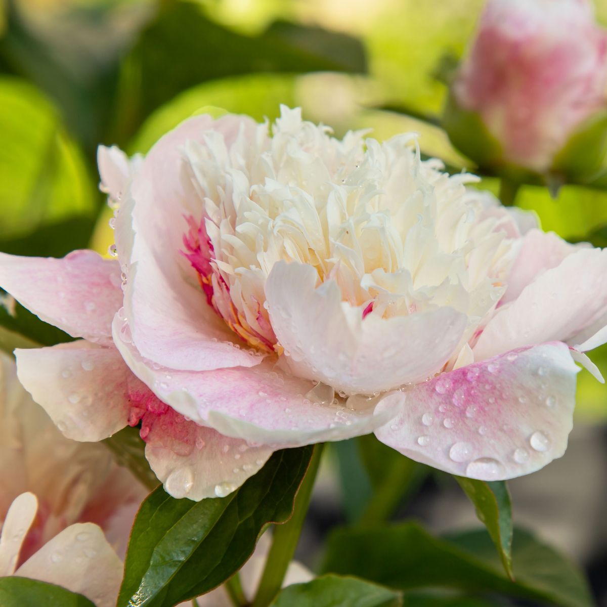 牡丹の花の意味：これらの美しい花の背後にある象徴性を解読する