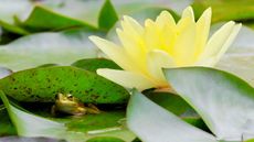 yellow waterlily and frog