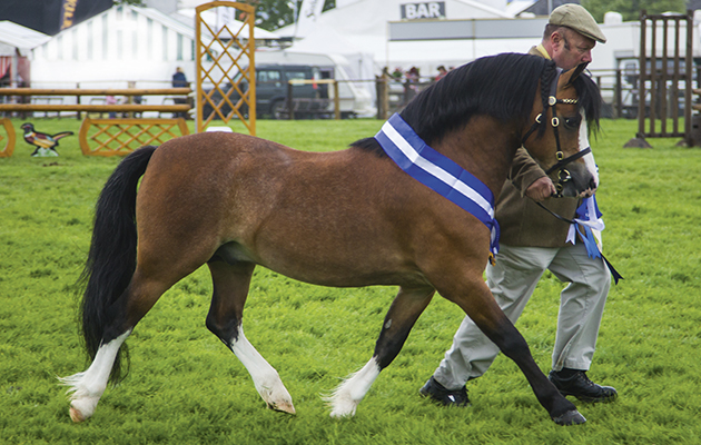 672 Ysselvliedts Highwood &amp;amp; Tony McGuire - Champion Welsh Section A and Cuddy Champion