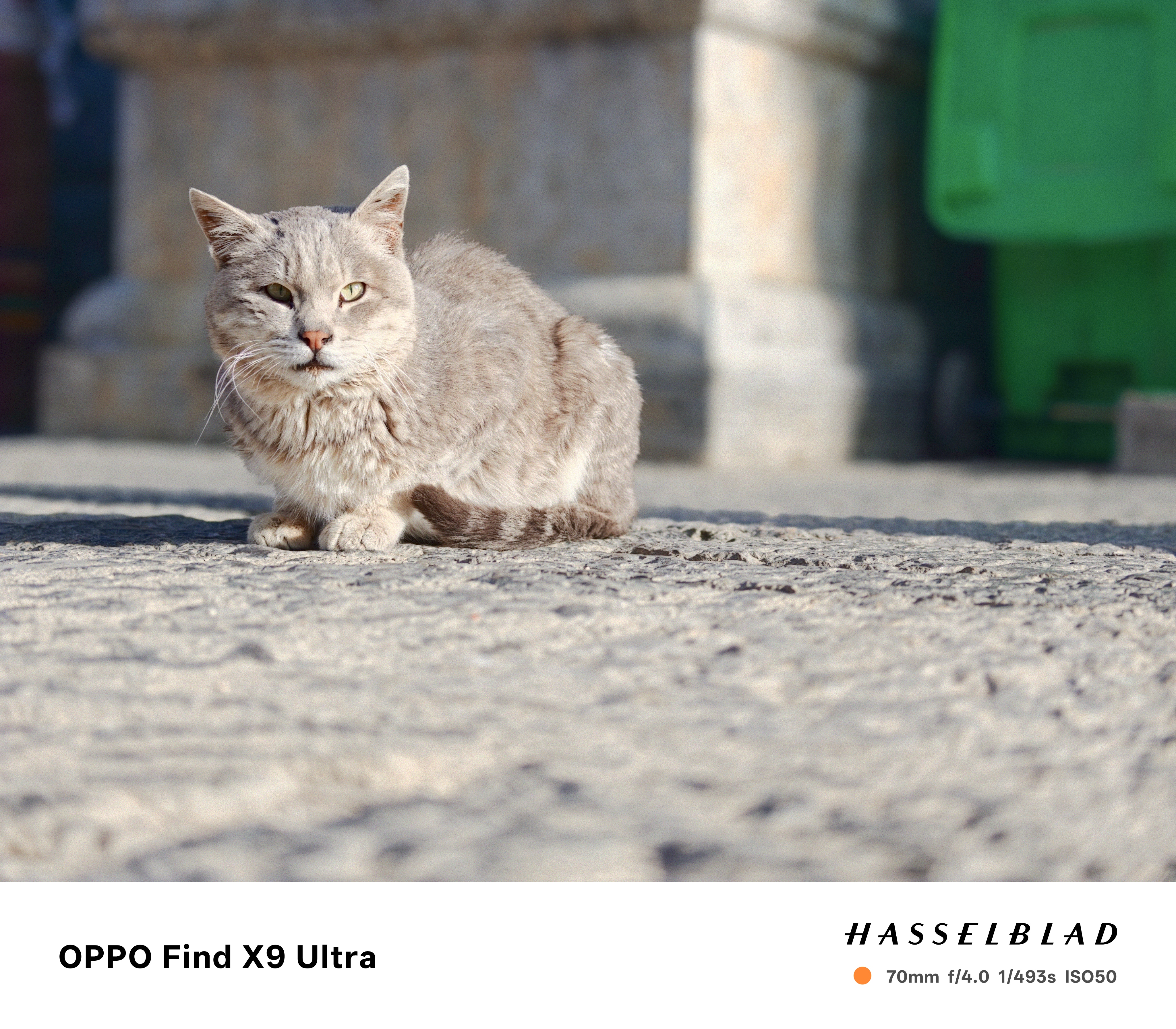 A street cat from ground level