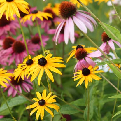 Black eyed susan and coneflower flowers