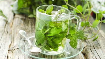 how to grow your own herbal tea: peppermint tea