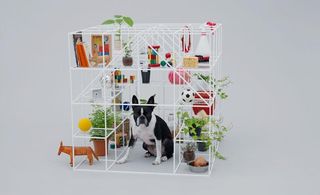 Cube-shaped grid-like white structure creating a dog playhouse for a Boston Terrier.