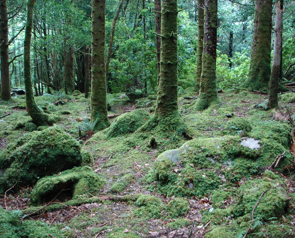 Land o' Green: Ireland's Killarney Park | Live Science