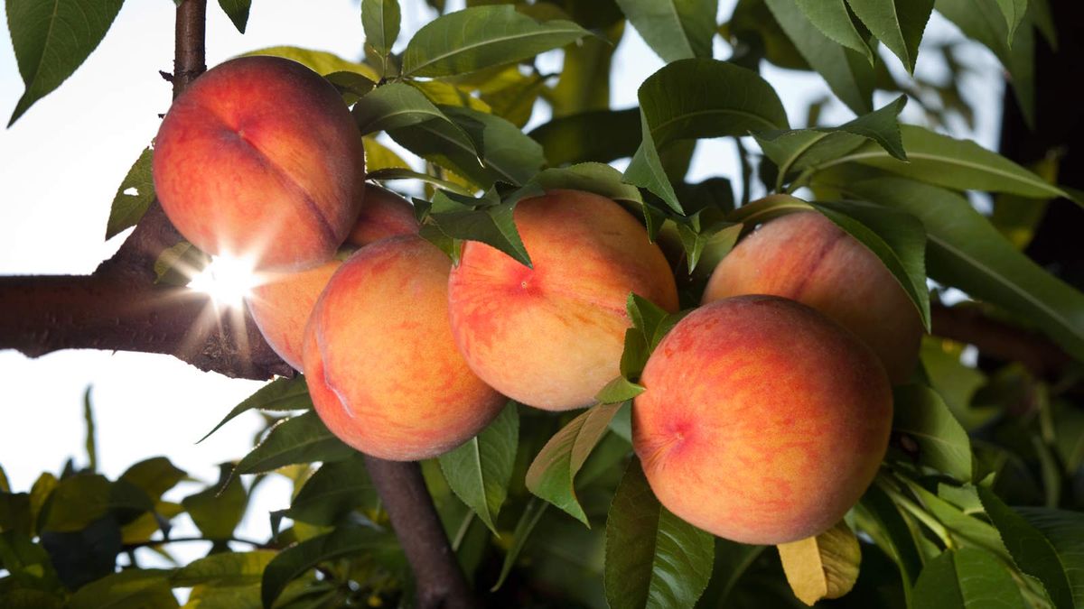 When to plant a peach tree - how to know the time is right | Homes ...