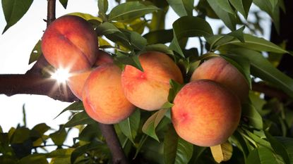 Ripe peaches on a peach tree in the sunshine