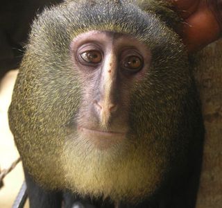 Cercopithecus lesula guenon monkey