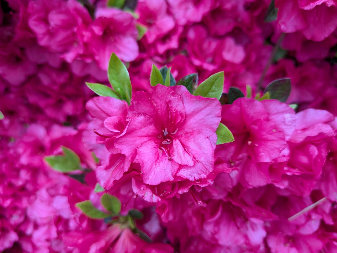 Google Pixel 8a camera sample.