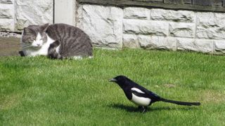 Cat and magpie