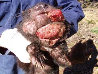 tasmanian devil with cancer