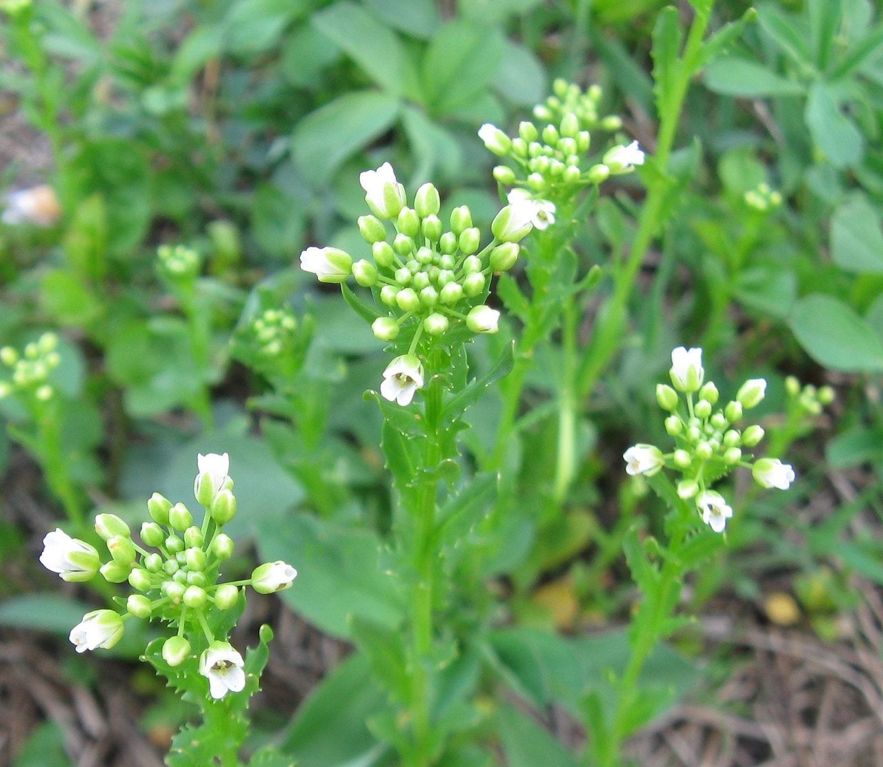 Pennycress Weeds