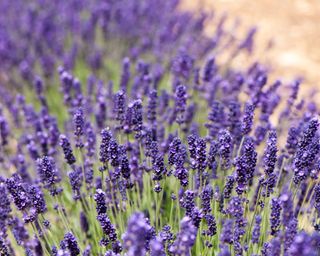 Lavender Imperial Gem in bloom in dry garden