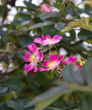 rosa glauca plant