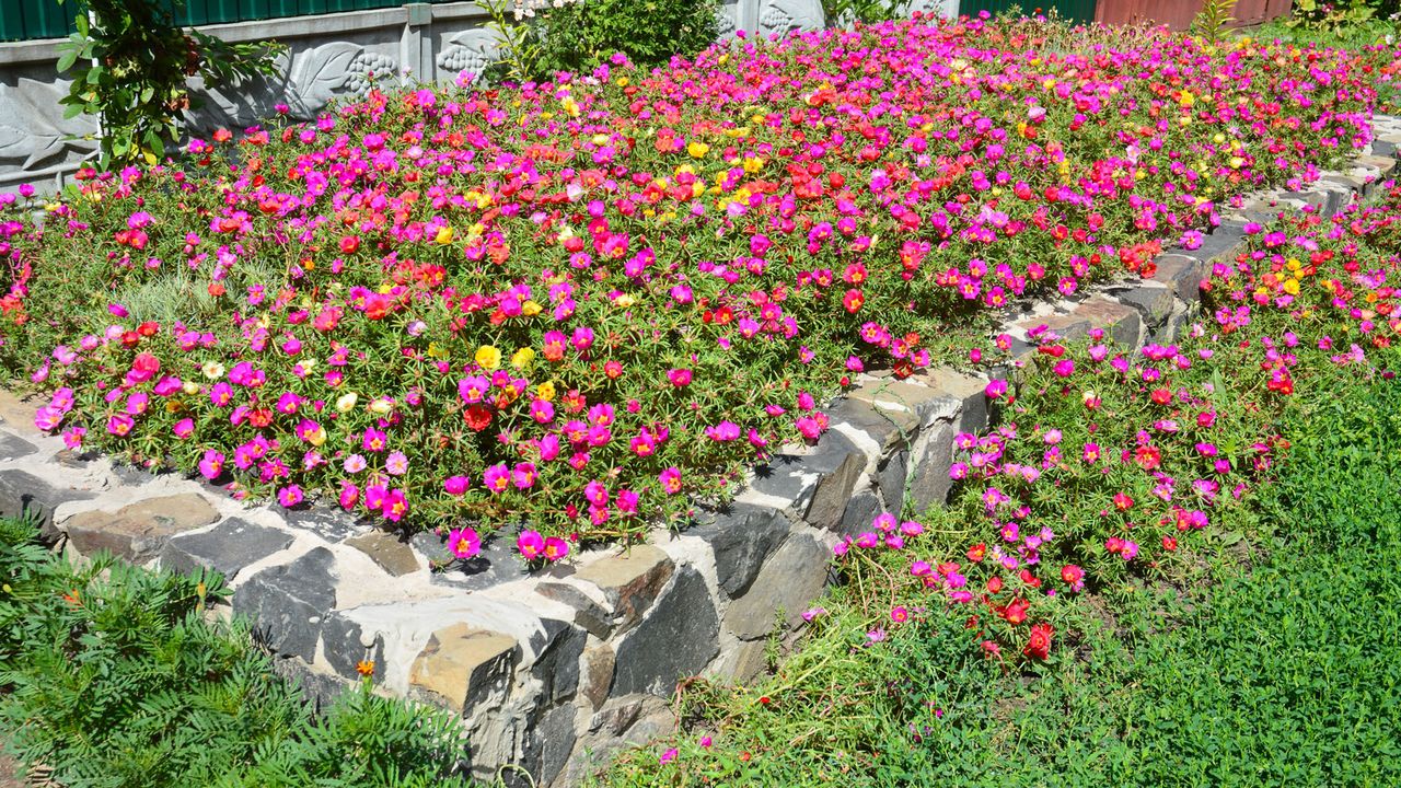 mixed flowers spilling over stone-based raised bed