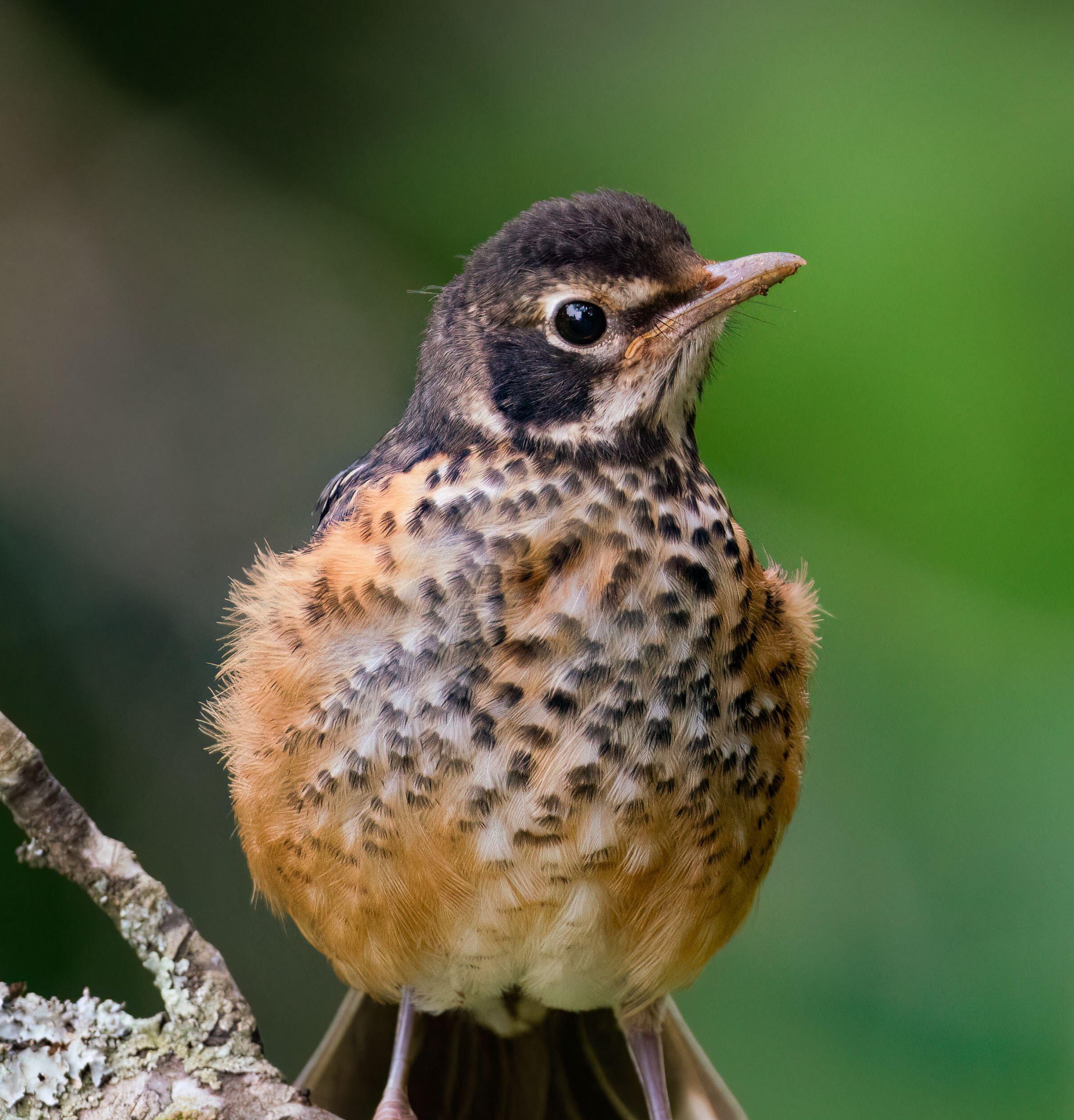 An immature American robin perched on a branch