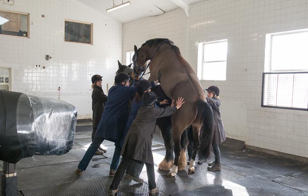 Artificial Insemination shoot 04 03 2015