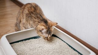 Cat sniffing the litter in a litter tray