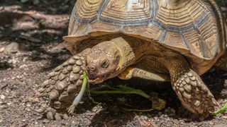 Tortoise eating spring onion