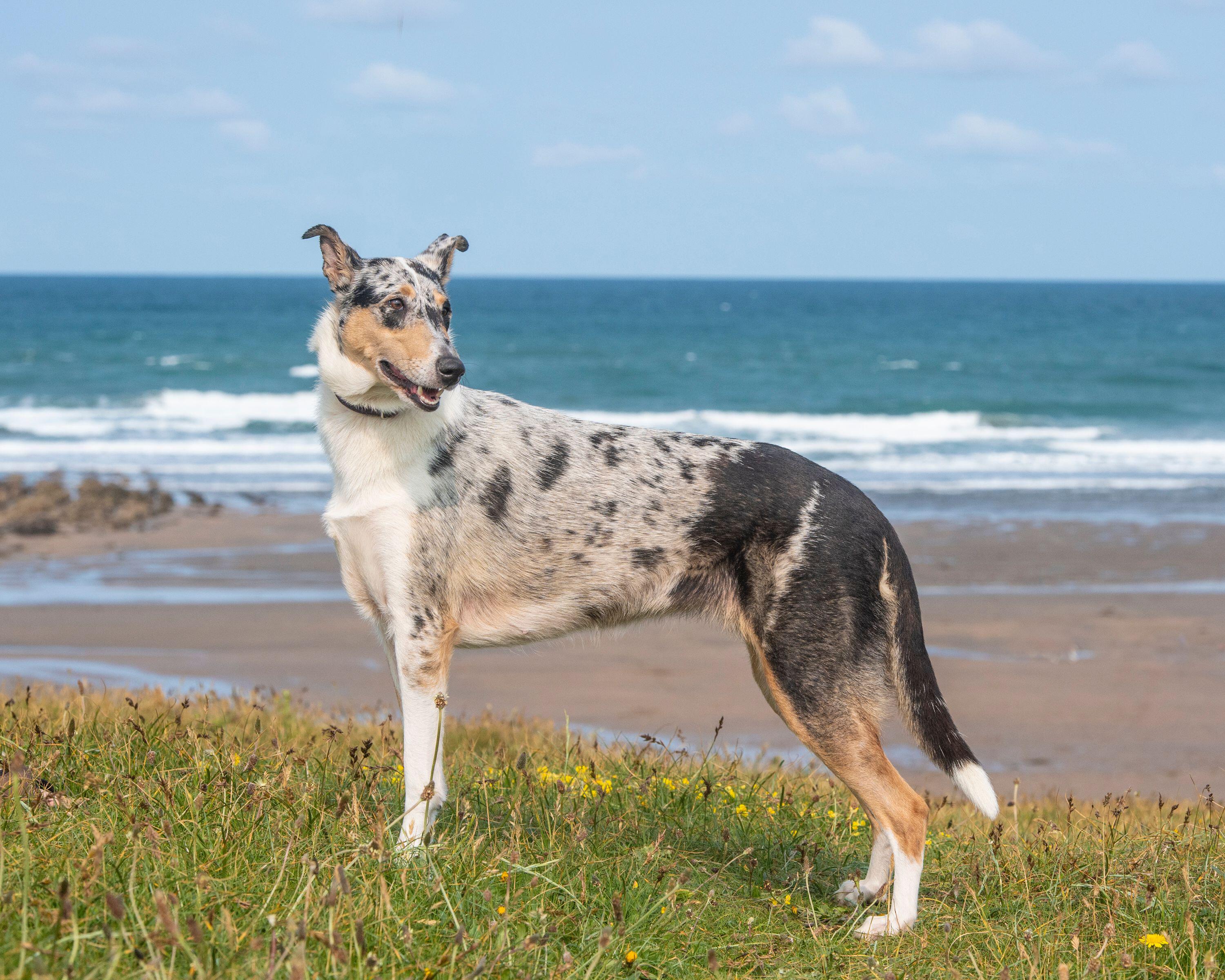 A blue merle Smooth Collie stands on grassy cliffs overlooking a sandy beach and the sea, with waves rolling in the background.