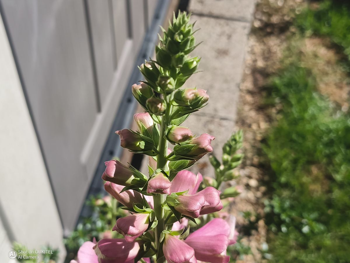 Oukitel WP500 Ultra camera examples