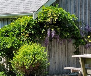 wisteria growing on shed