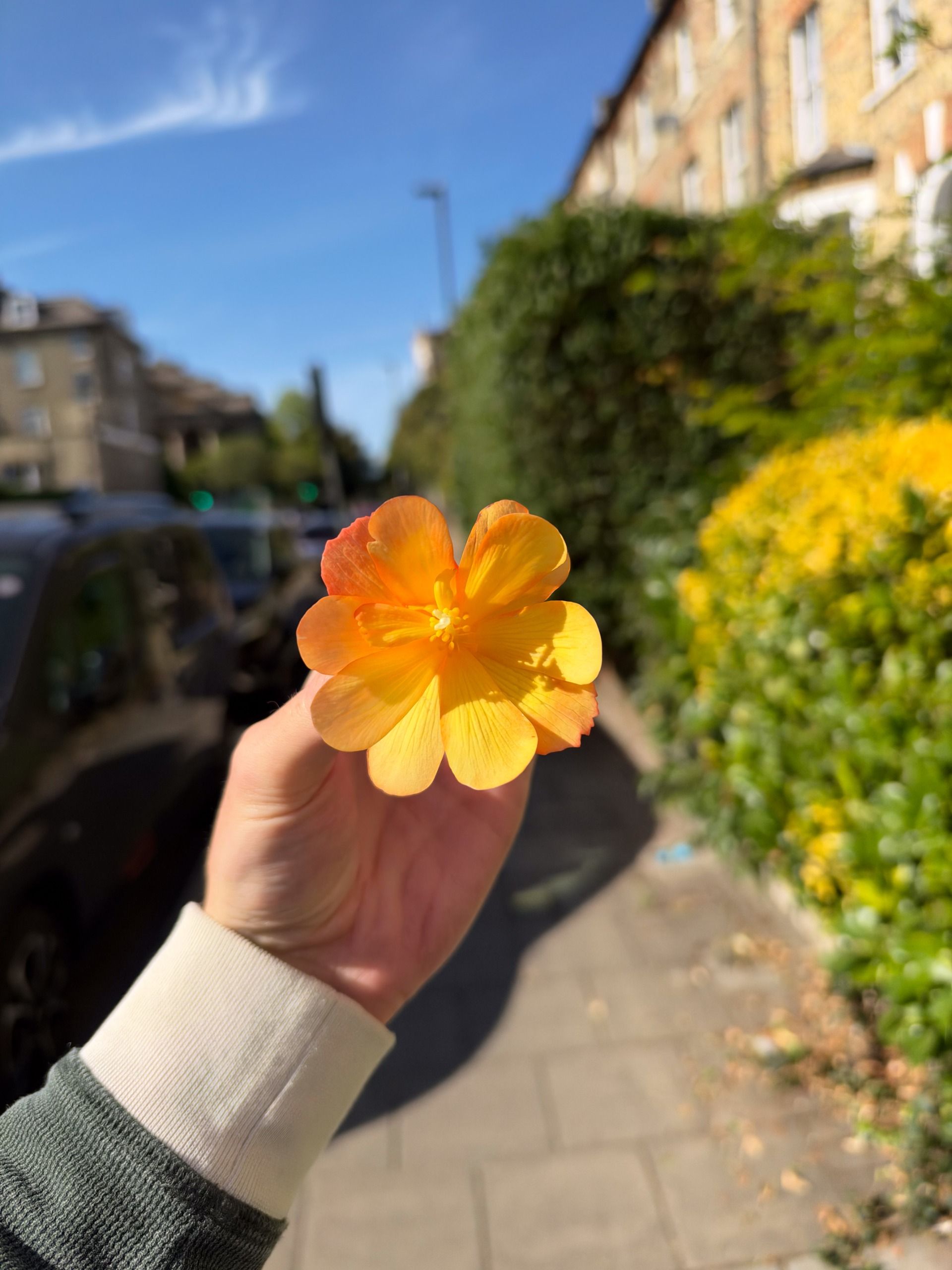 Hand holding a bright orange flower in sunlight on a residential street with houses and greenery blurred behind.