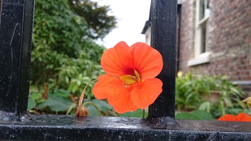 Xperia Z3 camera sample