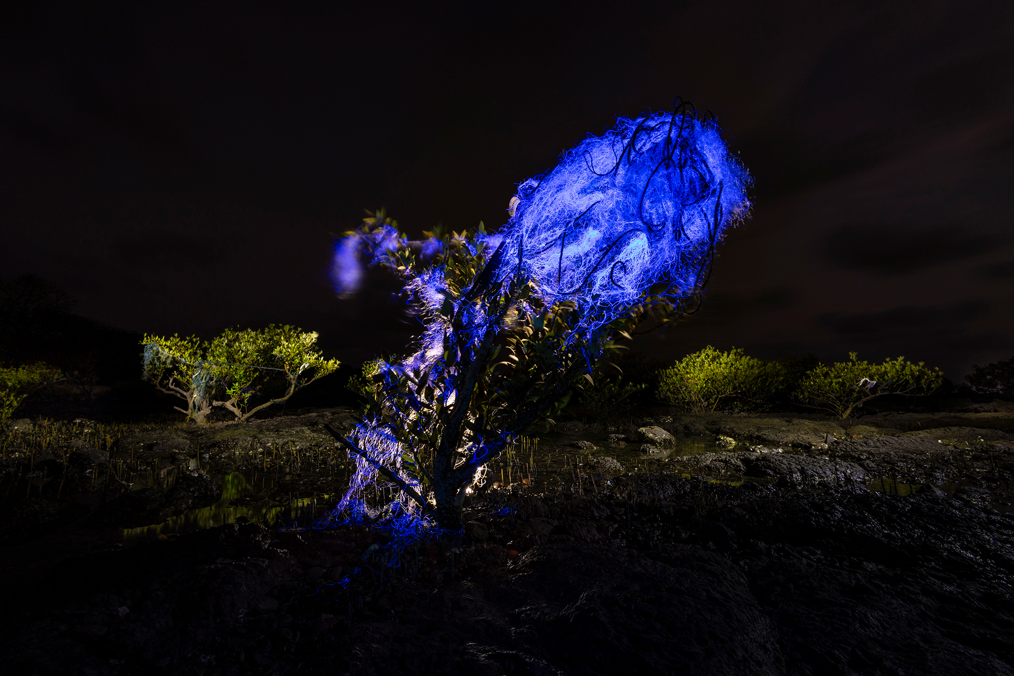 A small tree illuminated at night with blue light, surrounded by dark terrain and other faintly lit vegetation