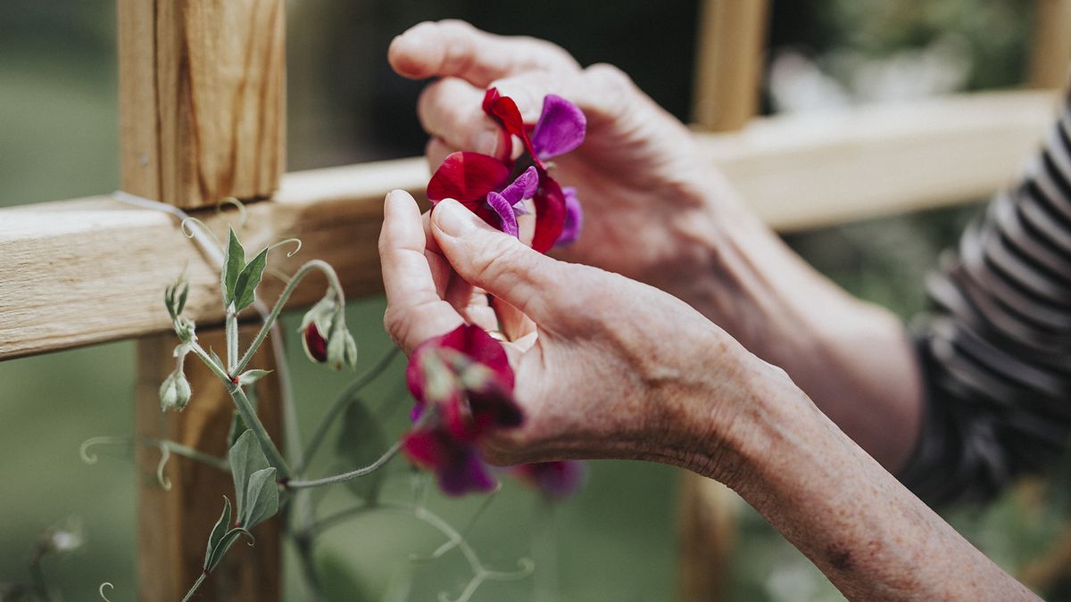 Image shows sweet peas, one of the easy flowers to grow