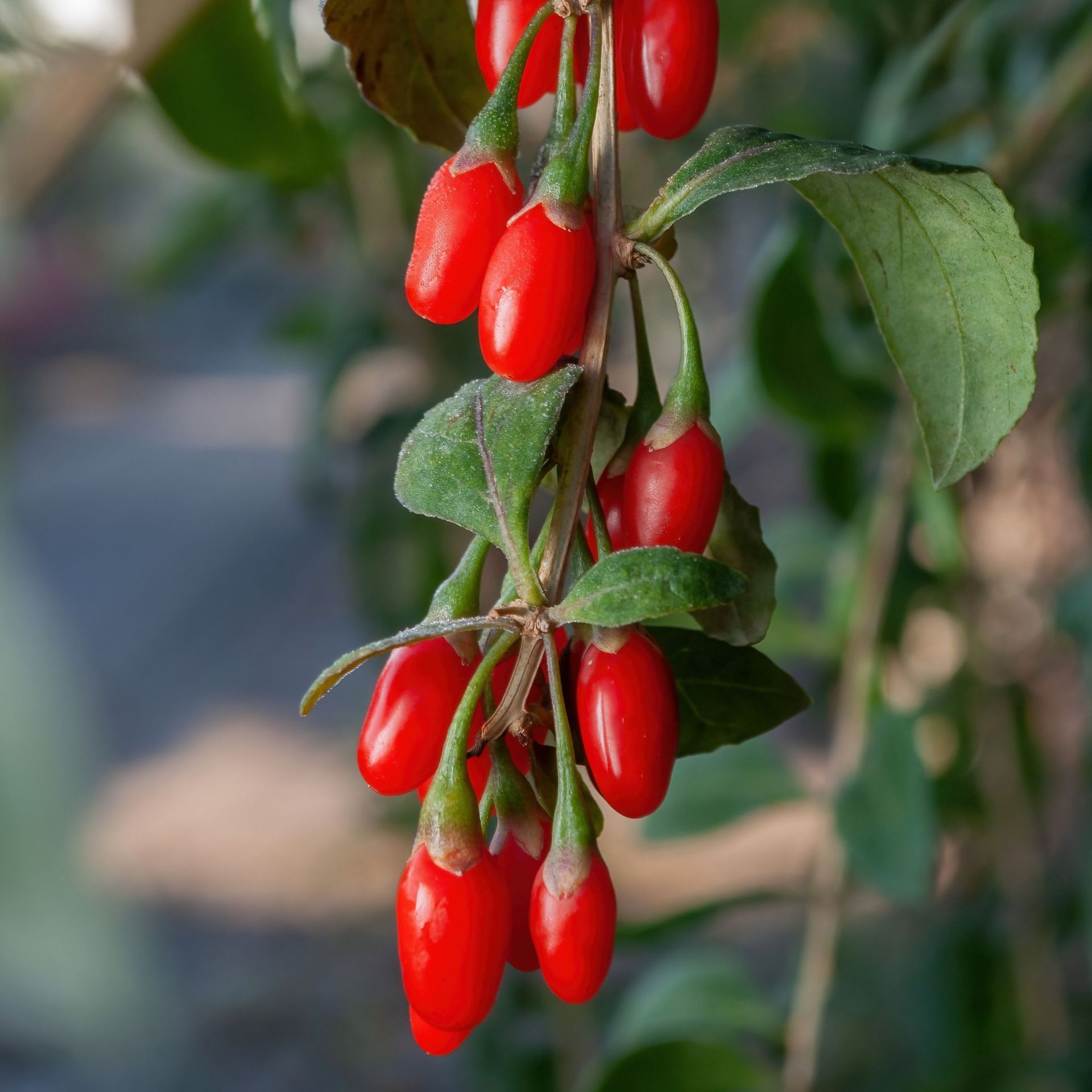 How to grow goji berries for delicious, vitamin-rich harvests | Ideal Home